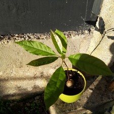 avocatier 1 plant