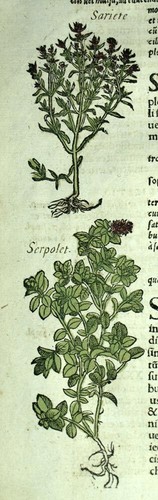 Gravure estampe ancienne