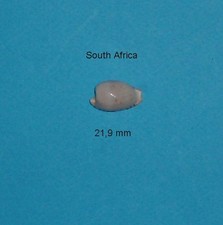 Cypraea     Alfredensis