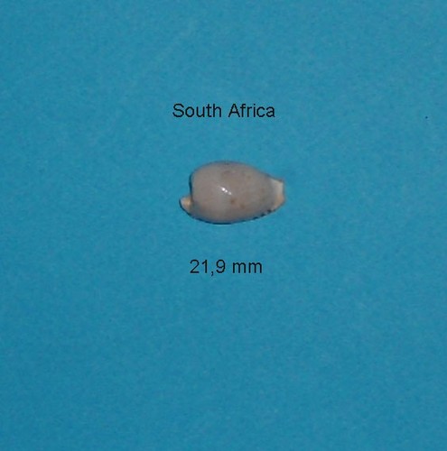 Cypraea alfredensis - ,