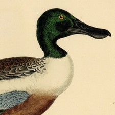Henri de La Blanchère Souchet Commun Oiseaux Gibier Gravure originale XIXe
