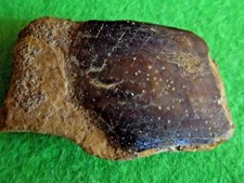 FOSSILE ÉCAILLE DE POISSON