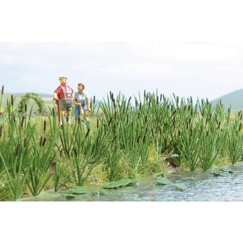 Herbes roseaux massette - roseaux, à