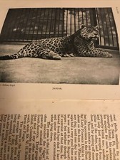 Gambier Bolton The Book Of