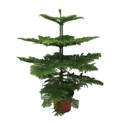 Sapin intérieur araucaria - sapin, d'intérieur