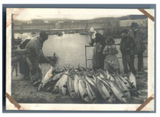 France, Concarneau, Le Port. Débarquement des Thons  vintage silver print Tira