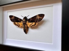 Papillon Sphinx tête de mort - Acherontia Atropos DeathHead hawkmoth under...