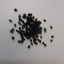 80 graines de poireau