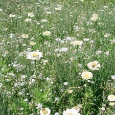 50 Graines Fleurs Prairie Camaïeu Blanc et Crème