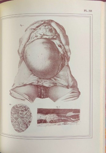 Manuel anatomie descriptive - manuel,