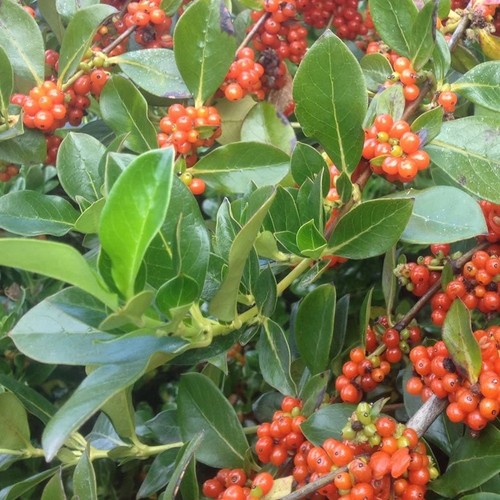 Coprosma robusta seeds - coprosma,