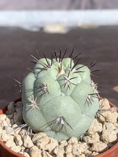 ORTEGOCACTUS MACDOUGALII OWN