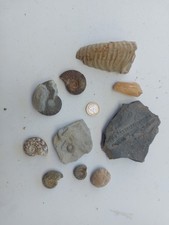 Superbe Lot De  Fossiles / Pierre Pour collectionneur