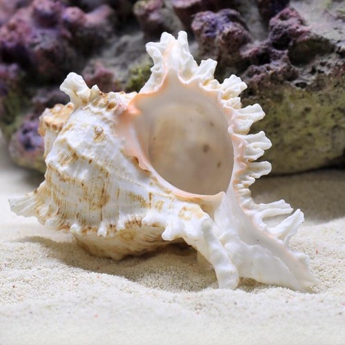 Coquilles naturelles conque - naturelles,