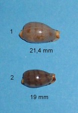 Cypraea   Rabaulensis   Philippines   21,4 mm  N°1            RARE