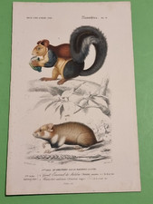 Gravure originale  atlas d'histoire naturelle d'Orbigny 1849 Ecureuil