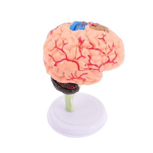 Modèle anatomie cérébrale - modèle,