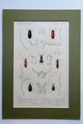 Insectes gravure règne animal - gravure,