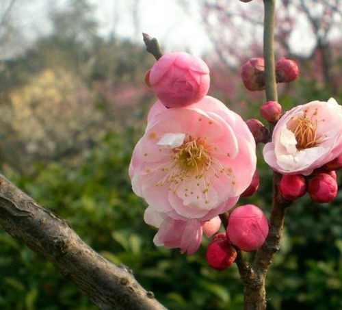 Prunus mume - prunus,