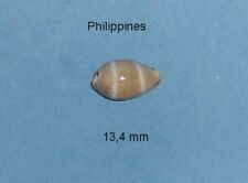 Cypraea   Lutea  Philippines       13,4 mm