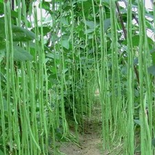 Lot De 40 Graines De Haricot Grimpant Kilomètre Metro Semences GEANT Seed