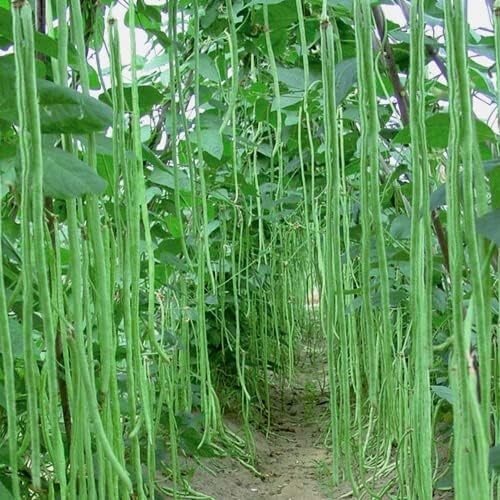 Lot graines de haricot - lot,