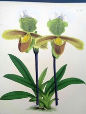 John Nugent Fitch ORIGINAL ORCHID LITHOGRAPH Paphiopedilum  Orchidée