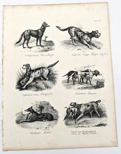 Lithographie : CHIENS DE