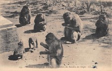 CPA ALGERIE GORGES CHIFFA