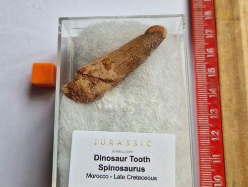 Dent dinosaure spinosaurus - dinosaure,