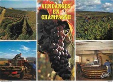 Carte Postale - Vignes -