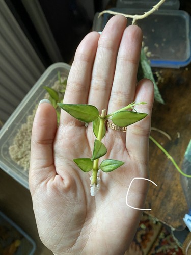 hoya plant
