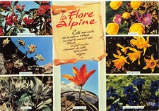 73 LA FLORE ALPINE