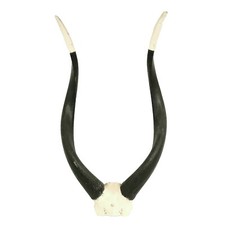 TROPHÉE  MASSACRE CRANE