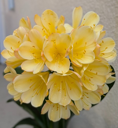 Lot four clivia seedlings - clivia, ~
