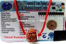 8 Mukhi rudraksha / Rudraksh