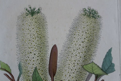 Gravure lithographie horticole - gravure,