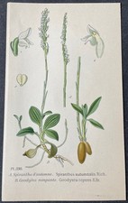 Botanique Spiranthe d’automne Gravure couleur de 1893 par Masclef