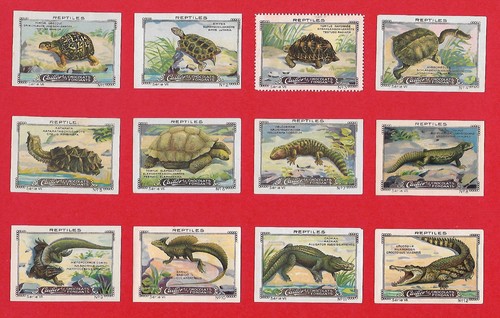 Poster stamps reptiles - poster, turtles