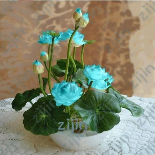 Graines fleurs lotus - fleurs,