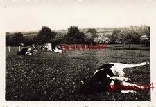 Vaches mortes chez Brimont