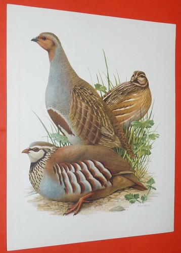 Planche publicitaire 1950 1960 - planche, 1950-1960