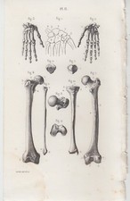 1853 Tavola anatomica ossa