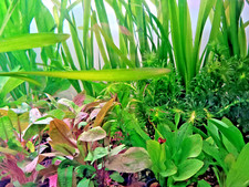 Lot de 50 PLANTE AQUARIUM - 6 Variétés - Aquariophilie Poissons