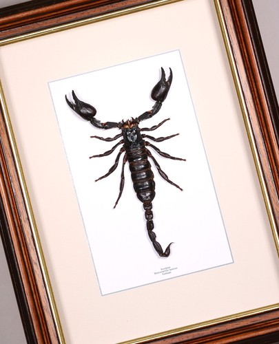 Véritable papillon scorpion - véritable, papillon/