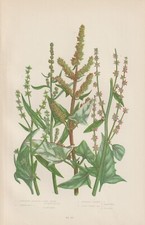 1905 Contactez-Nous (Atriplex)