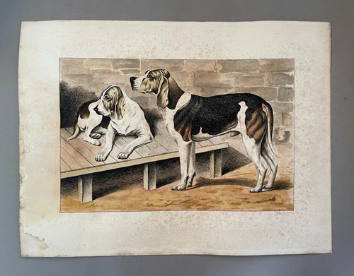 Chiens chasse aquarelle - chiens,