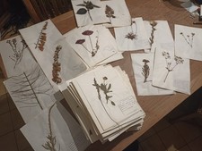 Herbier Bretagne Sud - Champs