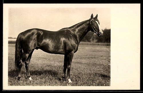 Carte postale cheval - postale,