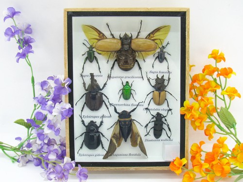 Insectes exotiques réel - insectes,